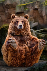 Obraz premium Brown bear sitting with paws forward in a curious attitude