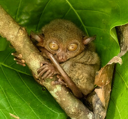 Tarsier monkey on tree in Philippines