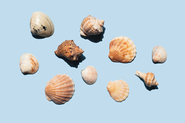 Composition with sea shell and starfish on blue minimal background. Summer frame concept, travel vacation pattern. Ocean shells isolated, marine set. Flat lay, top view, place for text, copy space