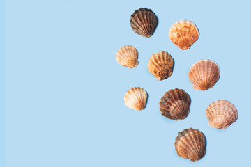 Composition with sea shell on blue minimal background. Summer frame concept, travel vacation pattern. Ocean shells isolated, marine set. Flat lay, top view, place for text, copy space banner