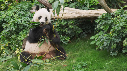 Cute giant panda bear eating bamboo