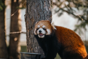 Fototapeta premium red panda in tree