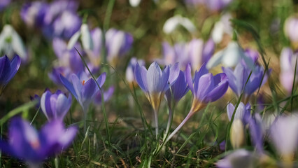 Springtime close-up view of violet crocuses. Soft selective focus of flowering crocus flowers