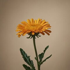 yellow daisy flower