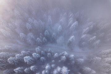 Morning aerial view of the winter forest. Top view of snow-covered larch trees. Outdoor activities and ecological tourism. Natural background. 