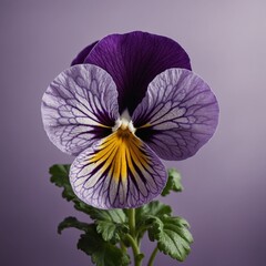 purple flower on a white background