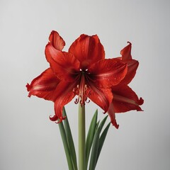 red lily flower