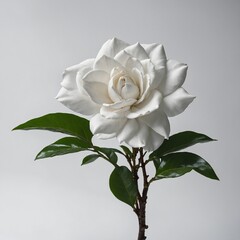 single white rose
