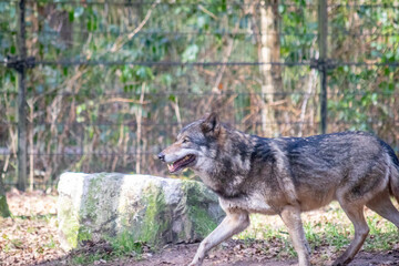 Wolf running in the zoo