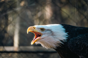 american bald eagle