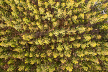 aerial top down drone view of eucalyptus plantation in Galicia for wood pulp production. Spain