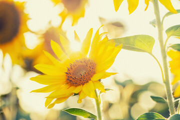 Sunny Sunflowers: Yellow sunflowers in a field, flooded with backlight. Suitable for creating summer banners, postcards, backgrounds for websites and blogs, advertising and social media design