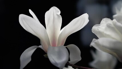 Tokyo,Japan - March 24, 2025: White Magnolia blossom in full bloom at dawn
