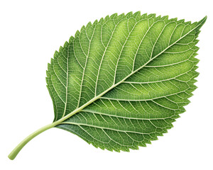 Obraz premium Green Leaf PNG Transparent – Isolated Natural Foliage, Botanical Clipart