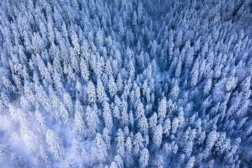 Morning aerial view of the winter forest. Top view of snow-covered larch trees. Outdoor activities and ecological tourism. Natural background. 