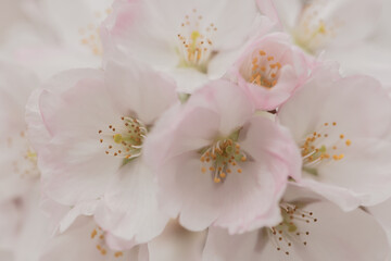 dreamy background with close up of white and pink flowers of sakura or plum tree