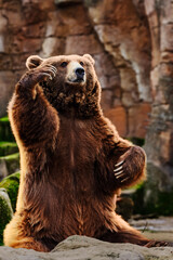 Fototapeta premium Brown bear standing with raised paw in rocky environment