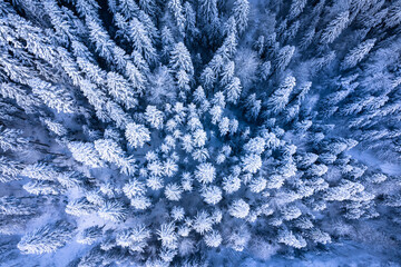 Morning aerial view of the winter forest. Top view of snow-covered larch trees. Outdoor activities and ecological tourism. Natural background.

