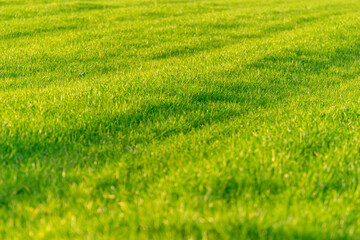 lush green grass field texture spring growth concept background
