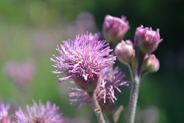 Purple flowers in the field.