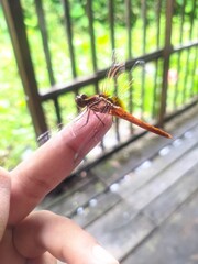 dragonfly on a finger stock image