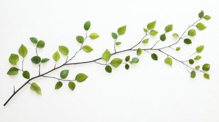 Obraz premium Rama de hojas verdes sobre fondo blanco