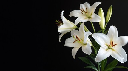 Obraz premium White Lilies on Black Elegant Floral Still Life.