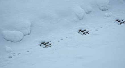 Footprints in Fresh Snow Winter Scene Cold Environment Adventure