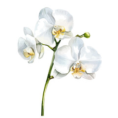 watercolor vector of Phalaenopsis Orchid Branch, isolated on a white background.
