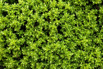 green background