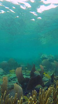 Close-Up View of Yellow Grunt Fish Swimming Among Coral Formations with Sea Fans in Caribbean Waters