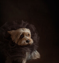 Nice Jorkshire terrier in front of black background, his head is on the hand looking in the photoframe. High quality photo