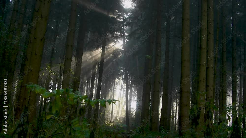 Poster sunlight filters through tall trees in a serene forest during early morning hours creating a tranqui