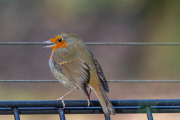 robin on a fence