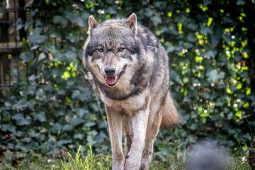 Wolf looking at the camera