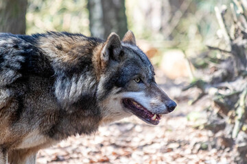 Wolf stalking in the woods