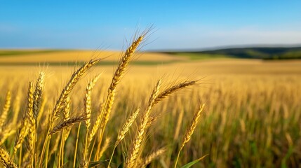 Naklejka premium Golden wheat field waving gently in the breeze under a clear blue sky : Generative AI