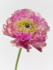白背景のピンク色のラナンキュラス Ranunculus