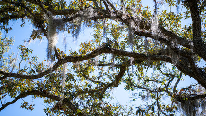 Looking up into the towering branches of a bearded tree, its moss-covered limbs creating a mystical and awe-inspiring view.