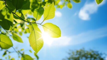 Sunlight Filtering Through Vibrant Green Leaves on a Bright Day : Generative AI