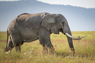Fototapeta premium Large Elephant with grass stuck on his tusk