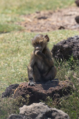 Baboon baby sitting on a rock in Africa