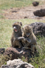 Two young baboons playing on a rock