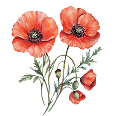 watercolor vector of Poppy Branch, isolated on a white background.