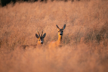 Roe Deer (Capreolus capreolus). A male and female deer standing in a golden field at sunset. The warm summer tones and soft light create a tranquil, pastoral atmosphere.