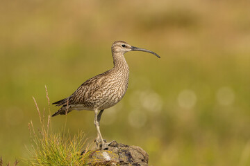 Whimbrel (Numenius phaeopus). Wader standing alert on a mossy rock. Open grassland with soft bokeh background. Graceful posture highlights elegant, curved beak.