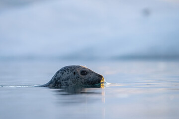 Fototapeta premium Harbor seal (Phoca vitulina). Emerging from icy water. Arctic ocean. Serene and reflective.