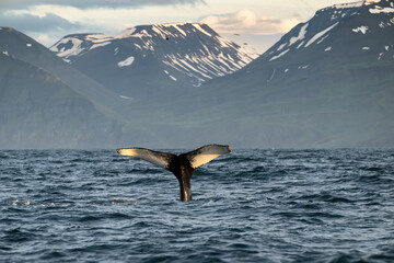 Humpback whale (Megaptera novaeangliae). Diving with tail exposed. Arctic waters. Majestic and powerful.