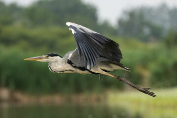 Grey heron (Ardea cinerea). Flying over wetland. Marshland. Focused and graceful.