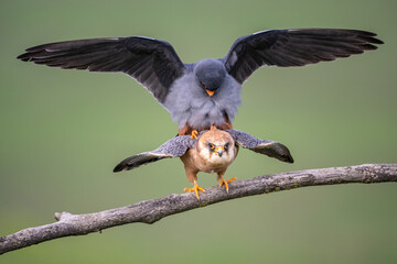 Red-footed falcon (Falco vespertinus). Mating ritual on branch. Woodland edge. Intimate and natural.